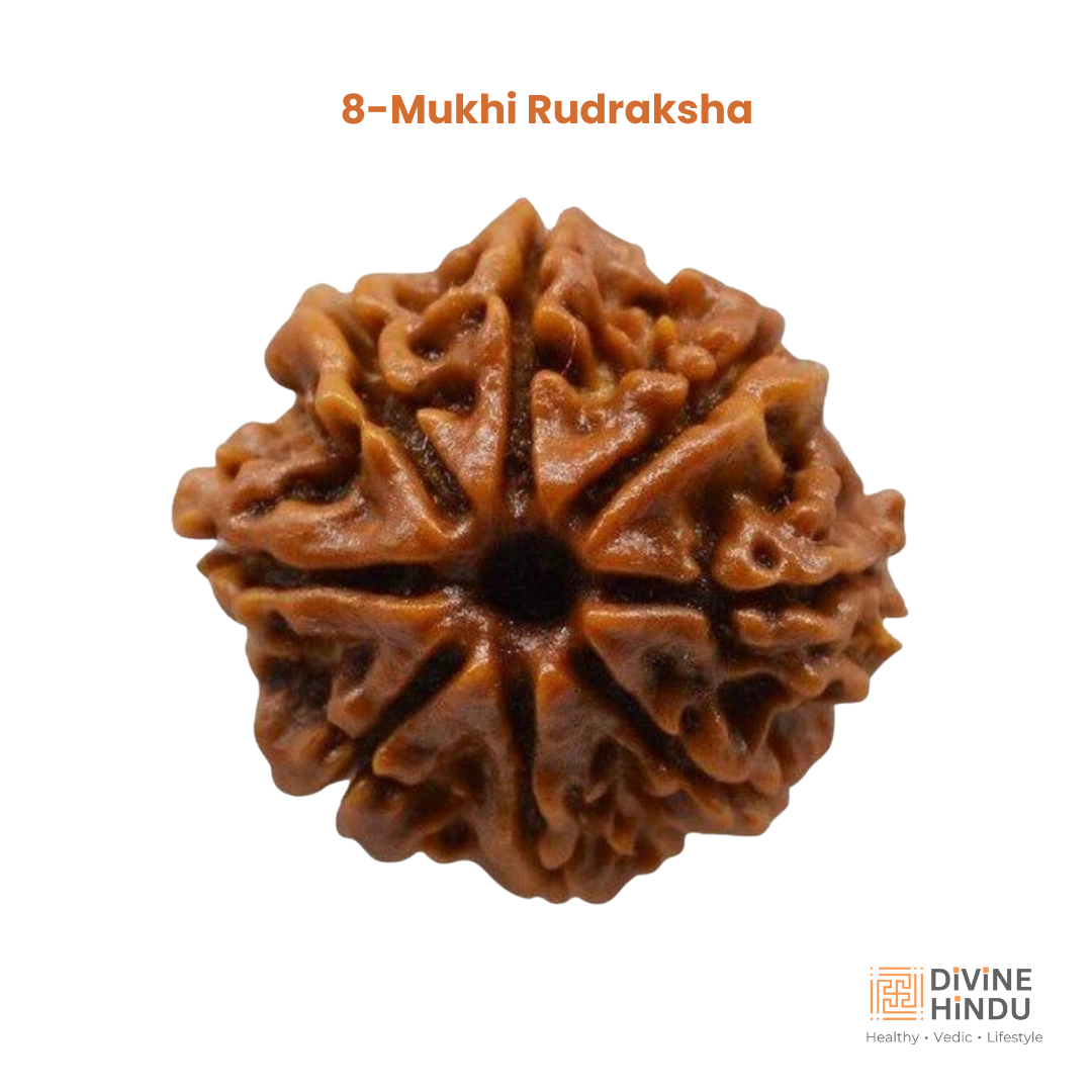 8 Mukhi Rudraksha | Buy 8 Mukhi Rudraksha | Rudraksha 8 Mukhi
