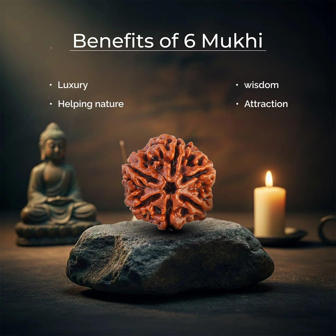 6 Mukhi Lab Tested Certified Nepali Rudraksha