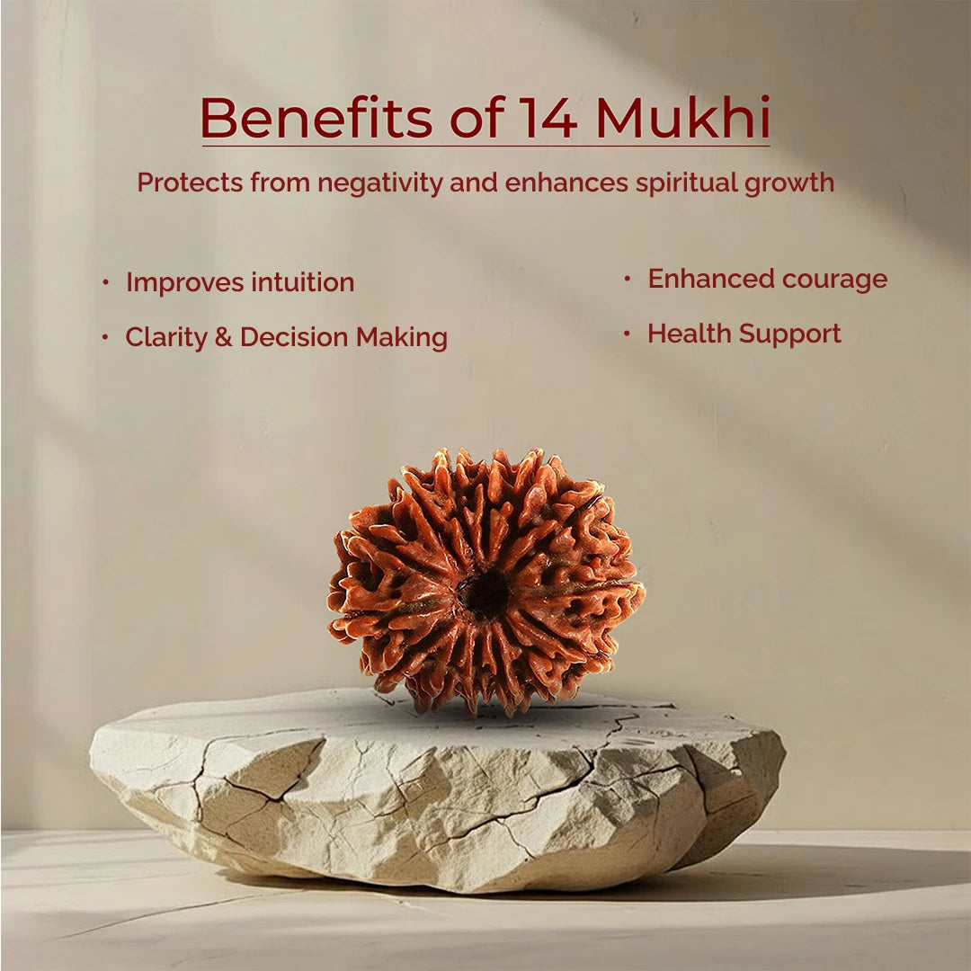 14 Mukhi Lab Tested Certified Rudraksha