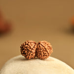 Gauri Shankar Rudraksha