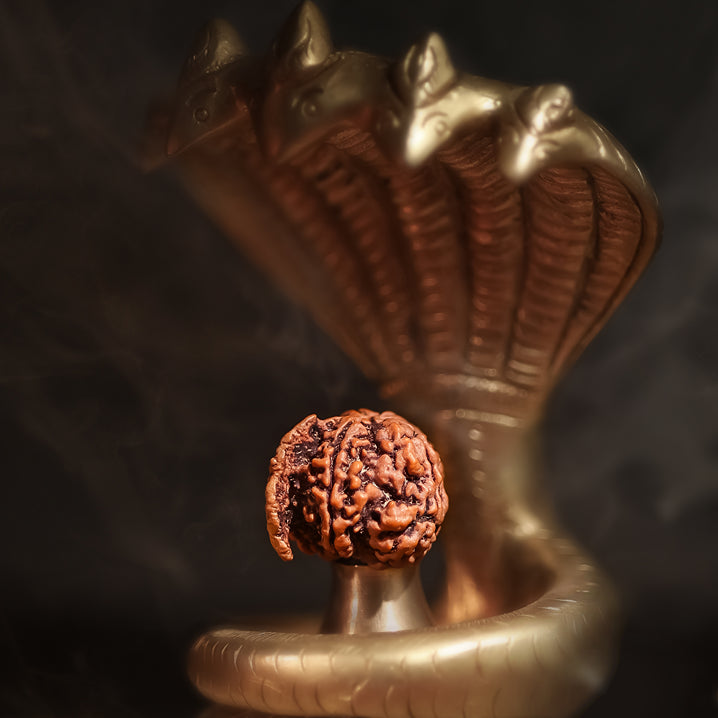 Ganesh Mukhi Rudraksha