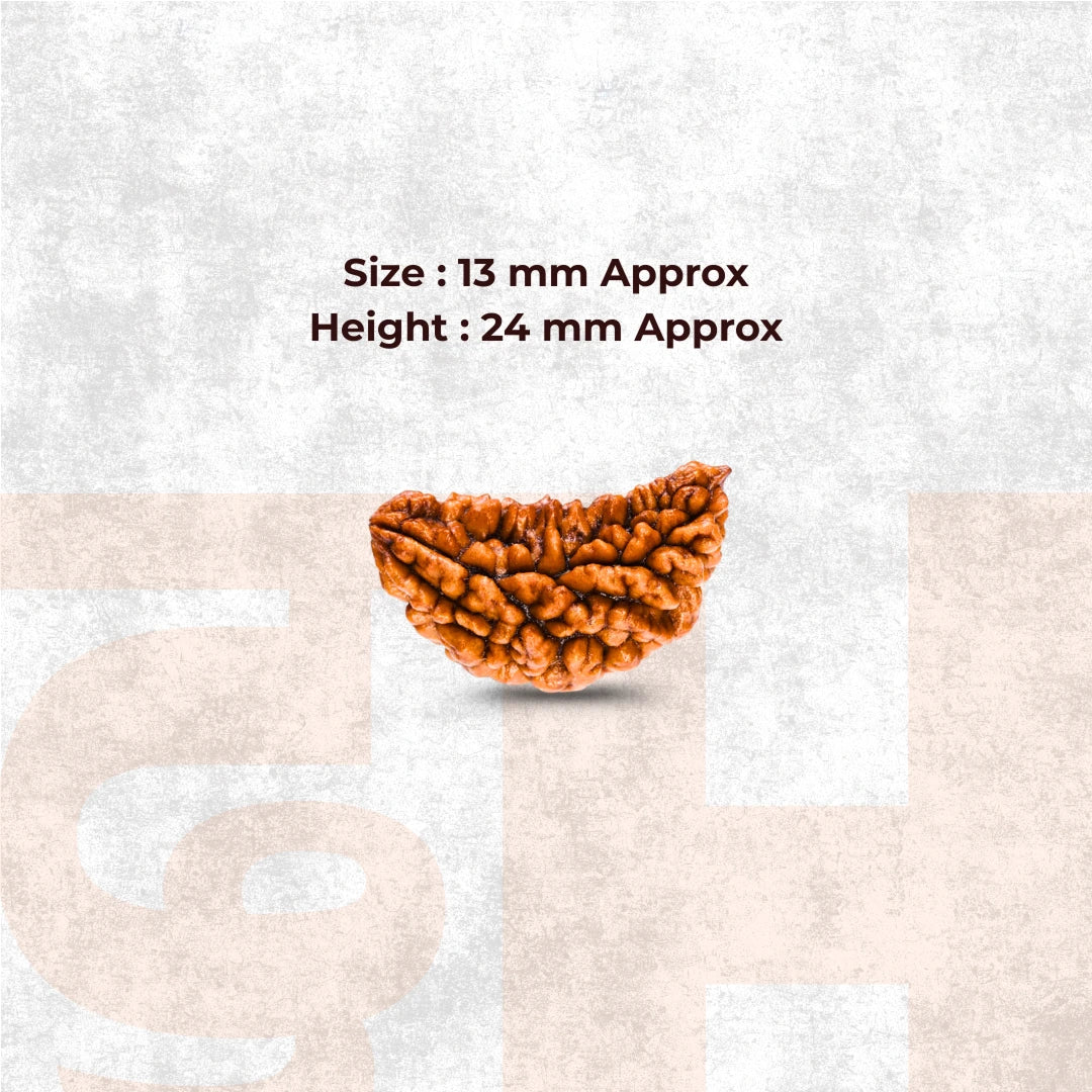 1 Mukhi Lab Certified Rudraksha