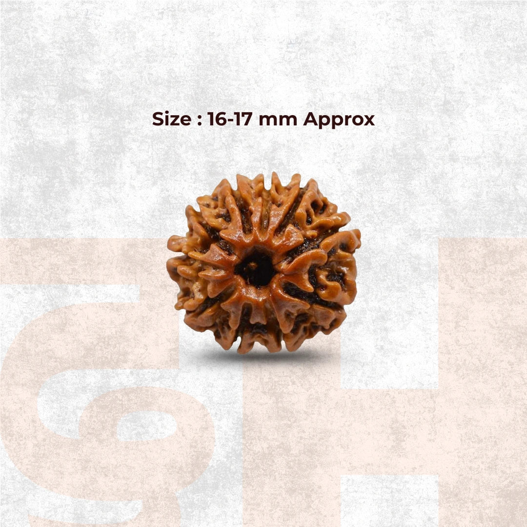 10 Mukhi Lab Tested Certified Rudraksha