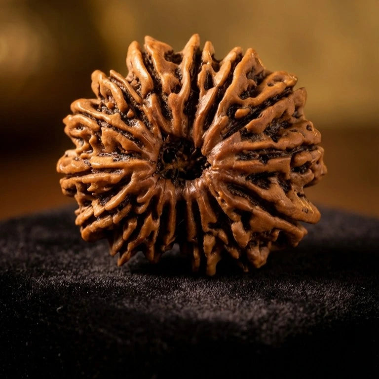 15 Mukhi Rudraksha (Nepal Origin)