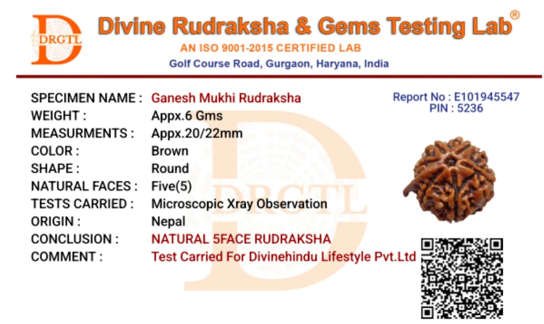 Ganesh Mukhi Rudraksha