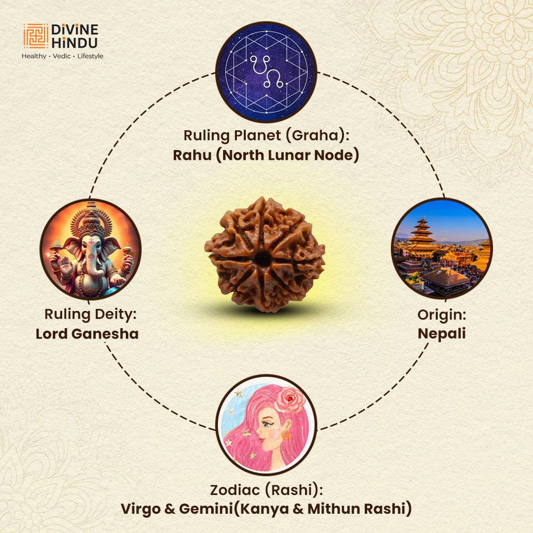 8 Mukhi Rudraksha | Rudraksha 8 Mukhi  | 