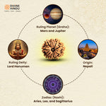 11 Mukhi Rudraksha | Rudraksha 11 Mukhi  | 