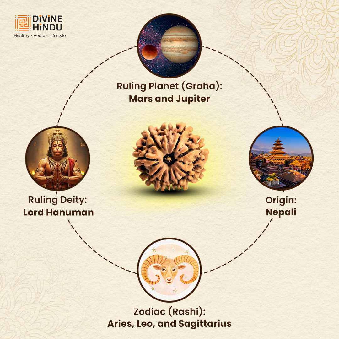 9 Mukhi Rudraksha | Rudraksha 9 Mukhi | Benefits of 9 Mukhi Rudraksha  