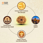 12 Mukhi Rudraksha | Rudraksha 12 Mukhi | 12 Mukhi Rudraksha Buy Rudraksha Online  